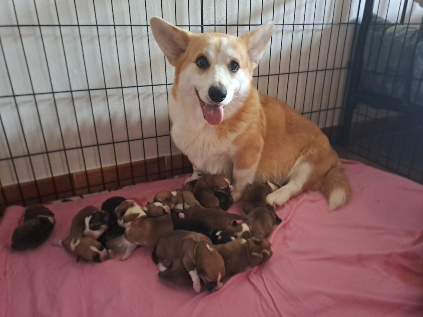 Naissance de 13 chiots le 07 mai 2026