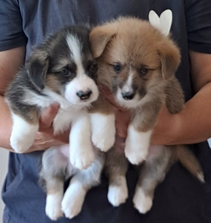 Les 2 derniers chiots disponibles