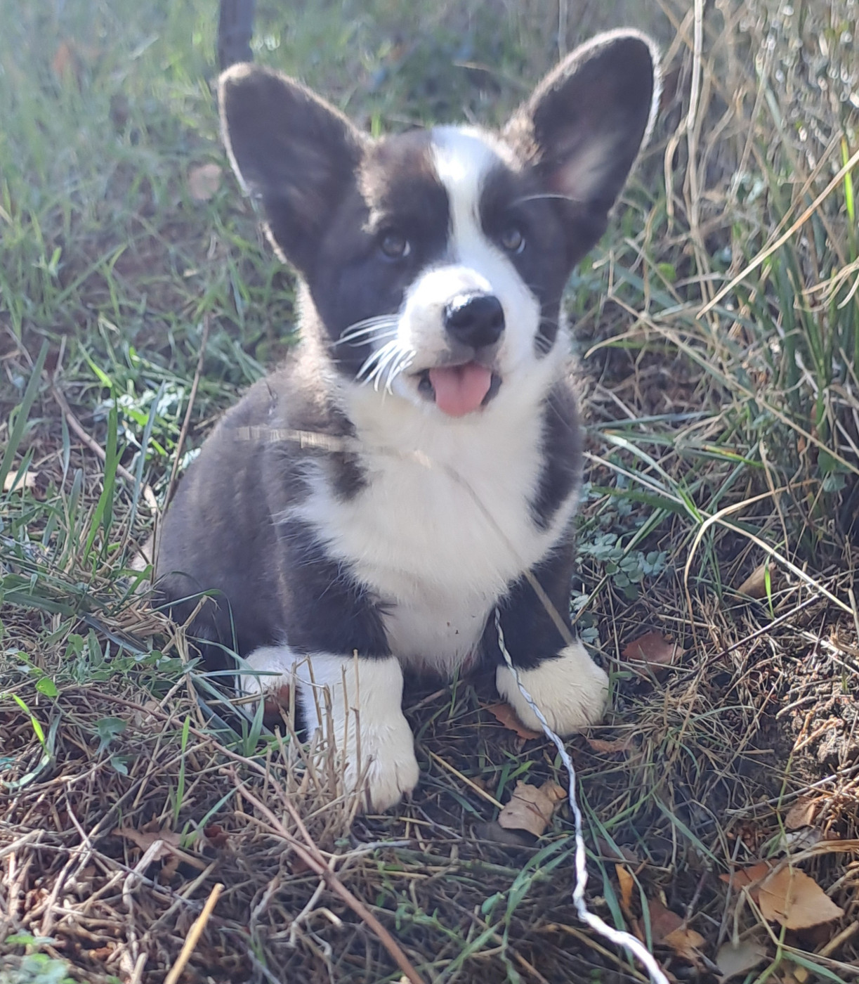 Plus que 2 Corgis Cardigans disponibles.