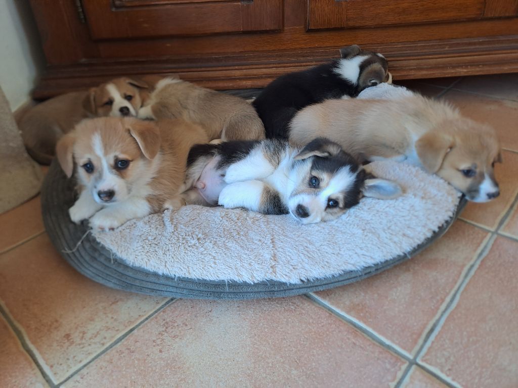 Plus de chiot disponible 