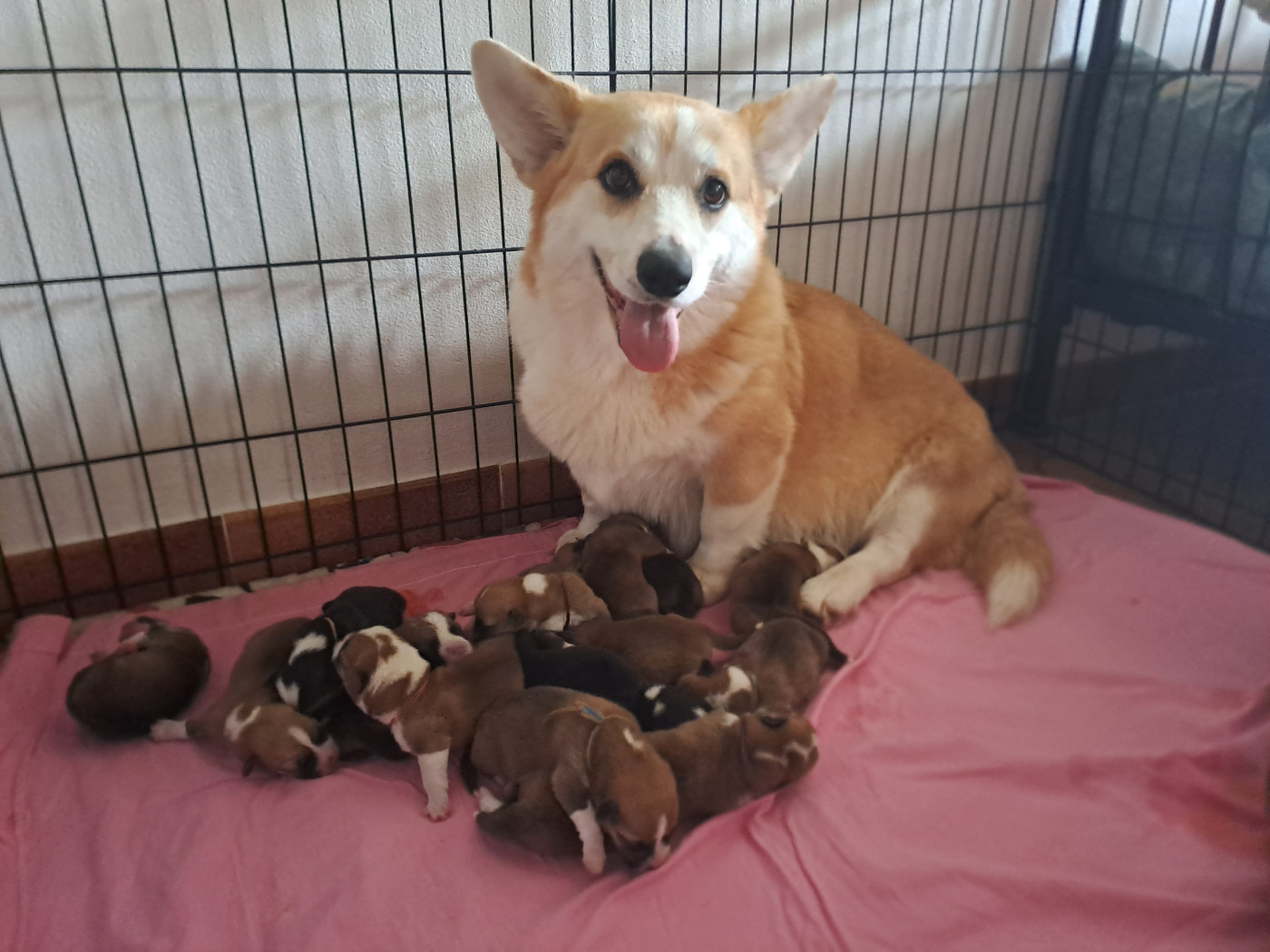 Chiot Welsh Corgi Pembroke du Domaine de la Bonnevaltrie