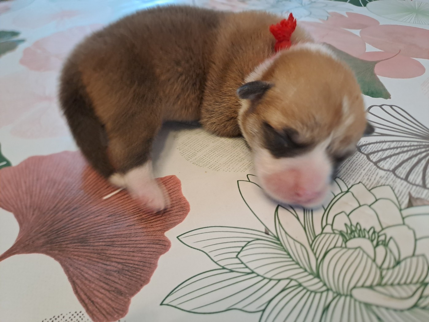 du Domaine de la Bonnevaltrie - Chiots disponibles - Welsh Corgi Pembroke