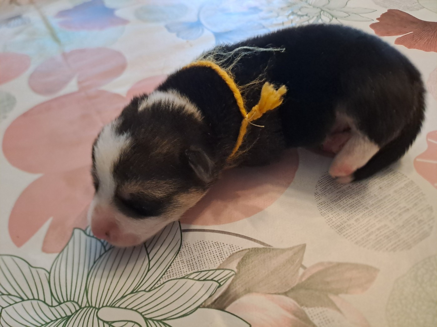 du Domaine de la Bonnevaltrie - Chiots disponibles - Welsh Corgi Pembroke