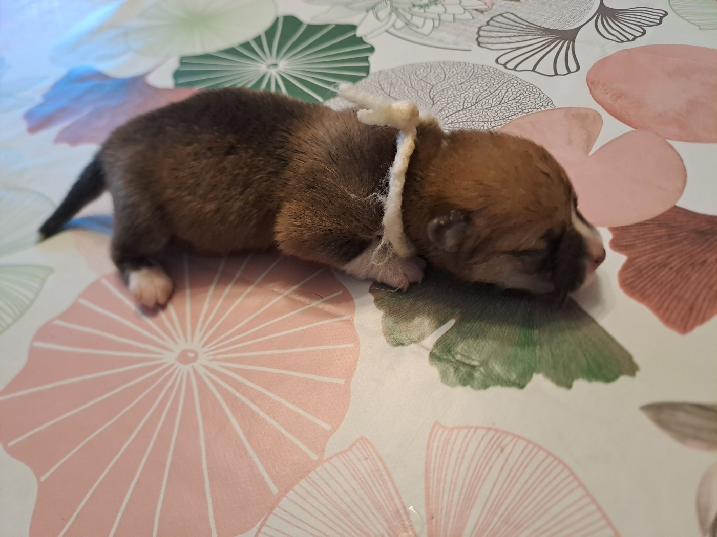 du Domaine de la Bonnevaltrie - Chiots disponibles - Welsh Corgi Pembroke
