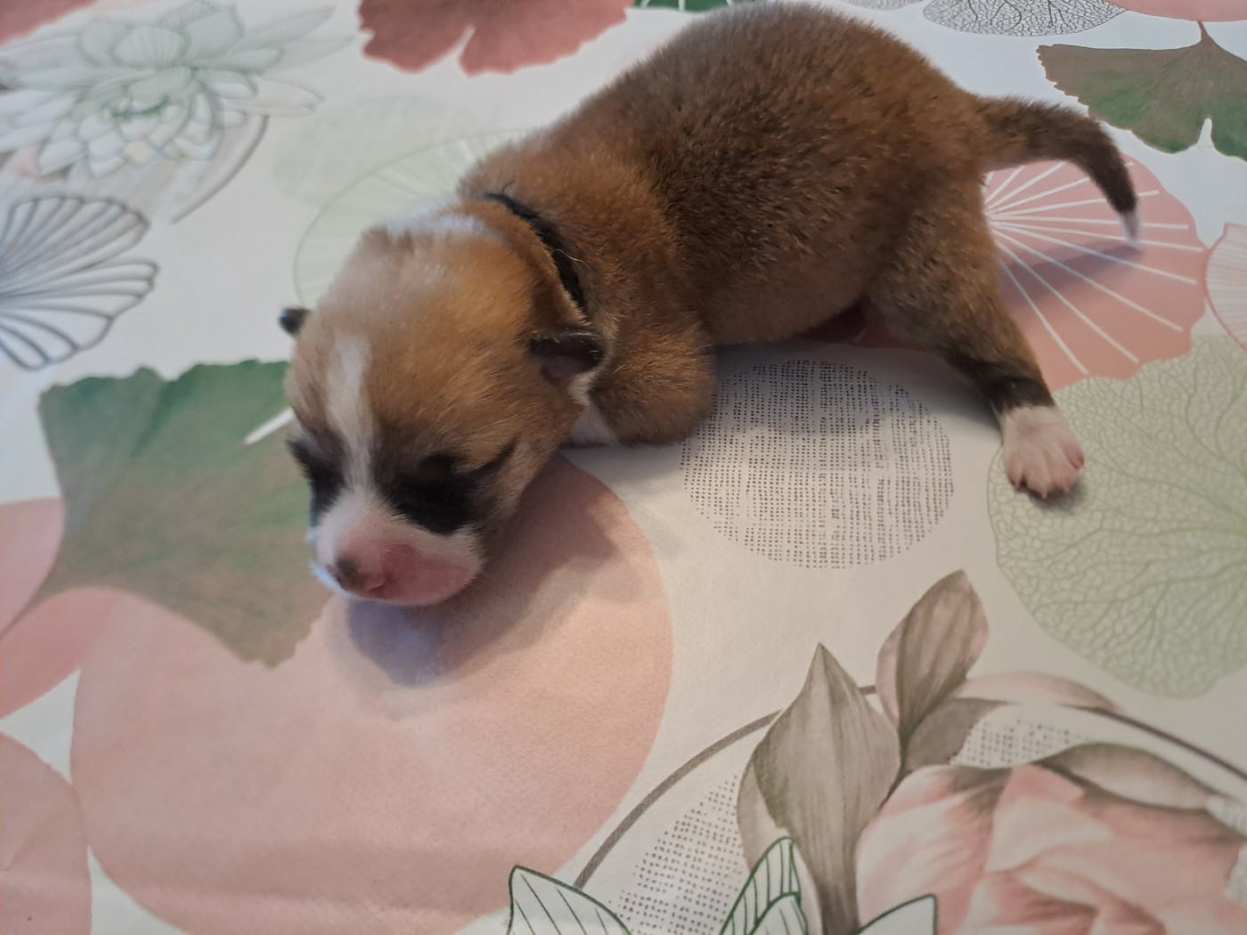 du Domaine de la Bonnevaltrie - Chiots disponibles - Welsh Corgi Pembroke