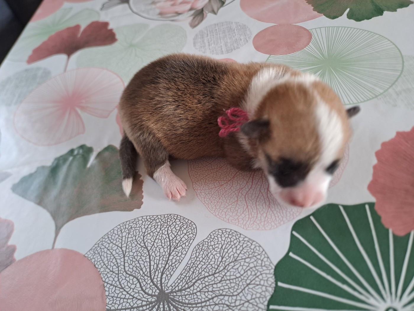 du Domaine de la Bonnevaltrie - Chiots disponibles - Welsh Corgi Pembroke