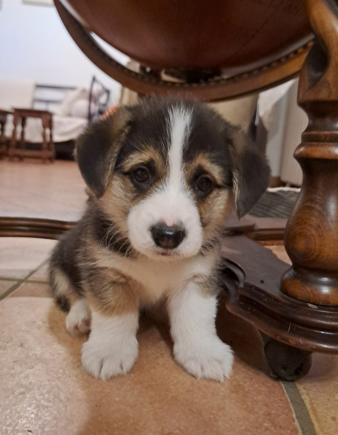 du Domaine de la Bonnevaltrie - Chiots disponibles - Welsh Corgi Pembroke
