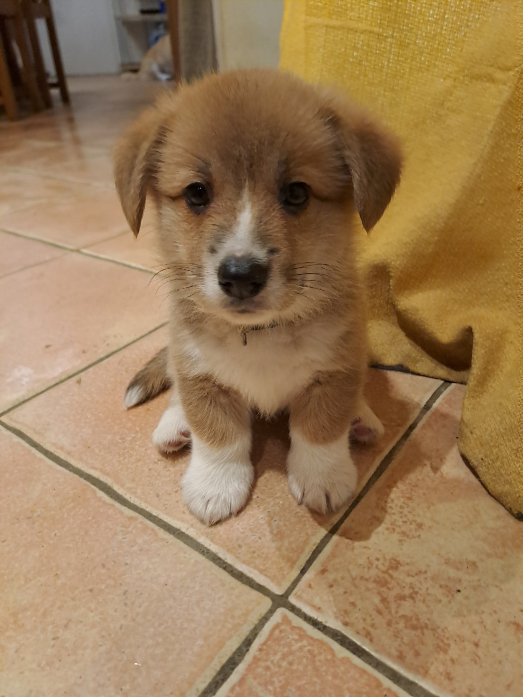 du Domaine de la Bonnevaltrie - Chiots disponibles - Welsh Corgi Pembroke