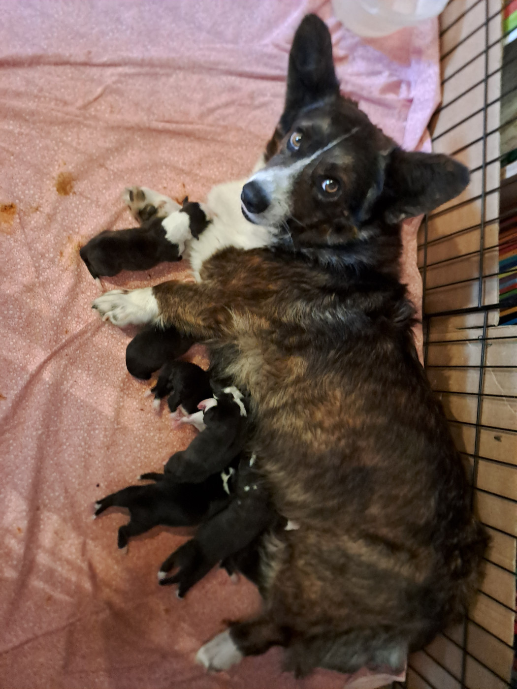 Chiot Welsh Corgi Cardigan du Domaine de la Bonnevaltrie