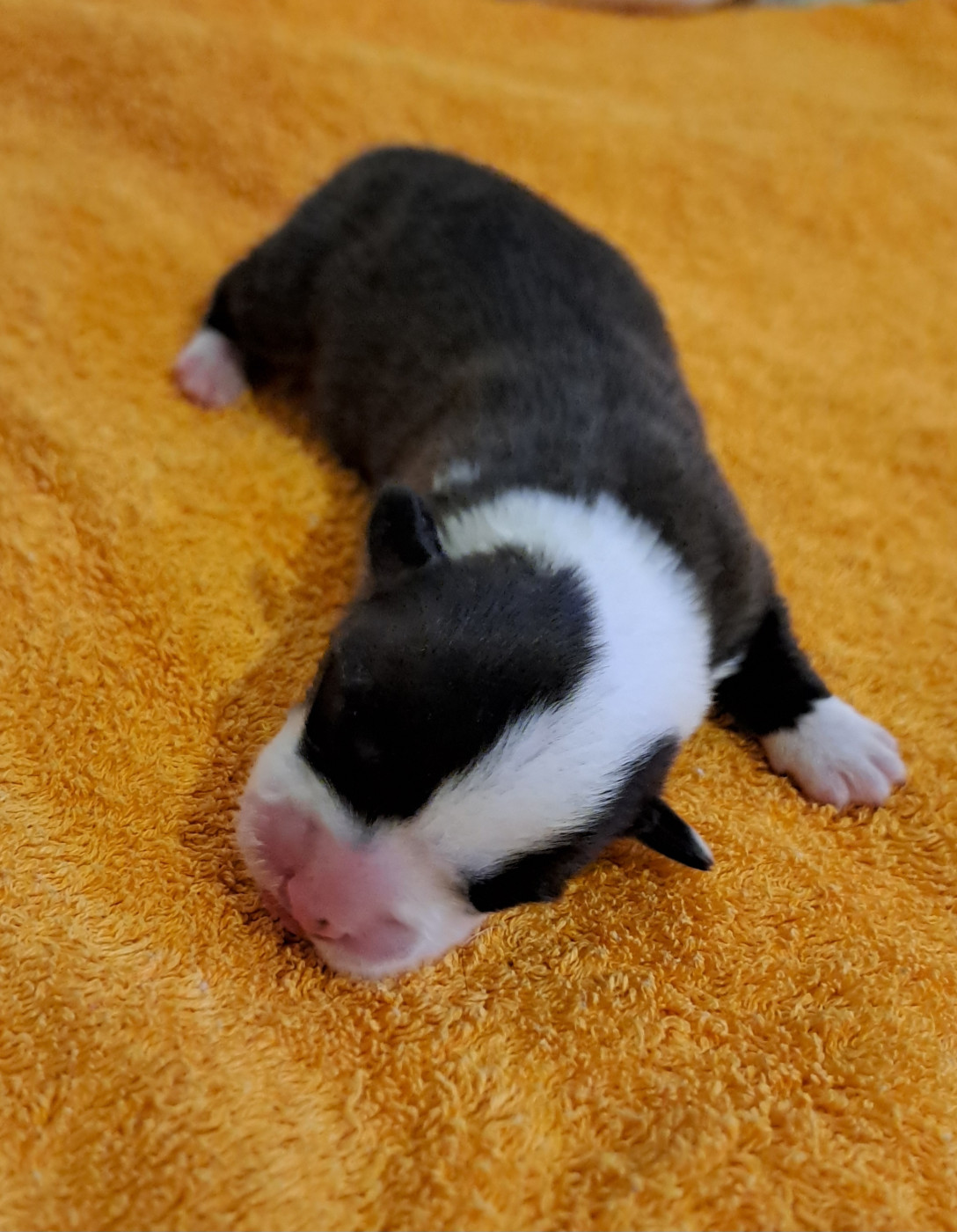 du Domaine de la Bonnevaltrie - Chiots disponibles - Welsh Corgi Cardigan