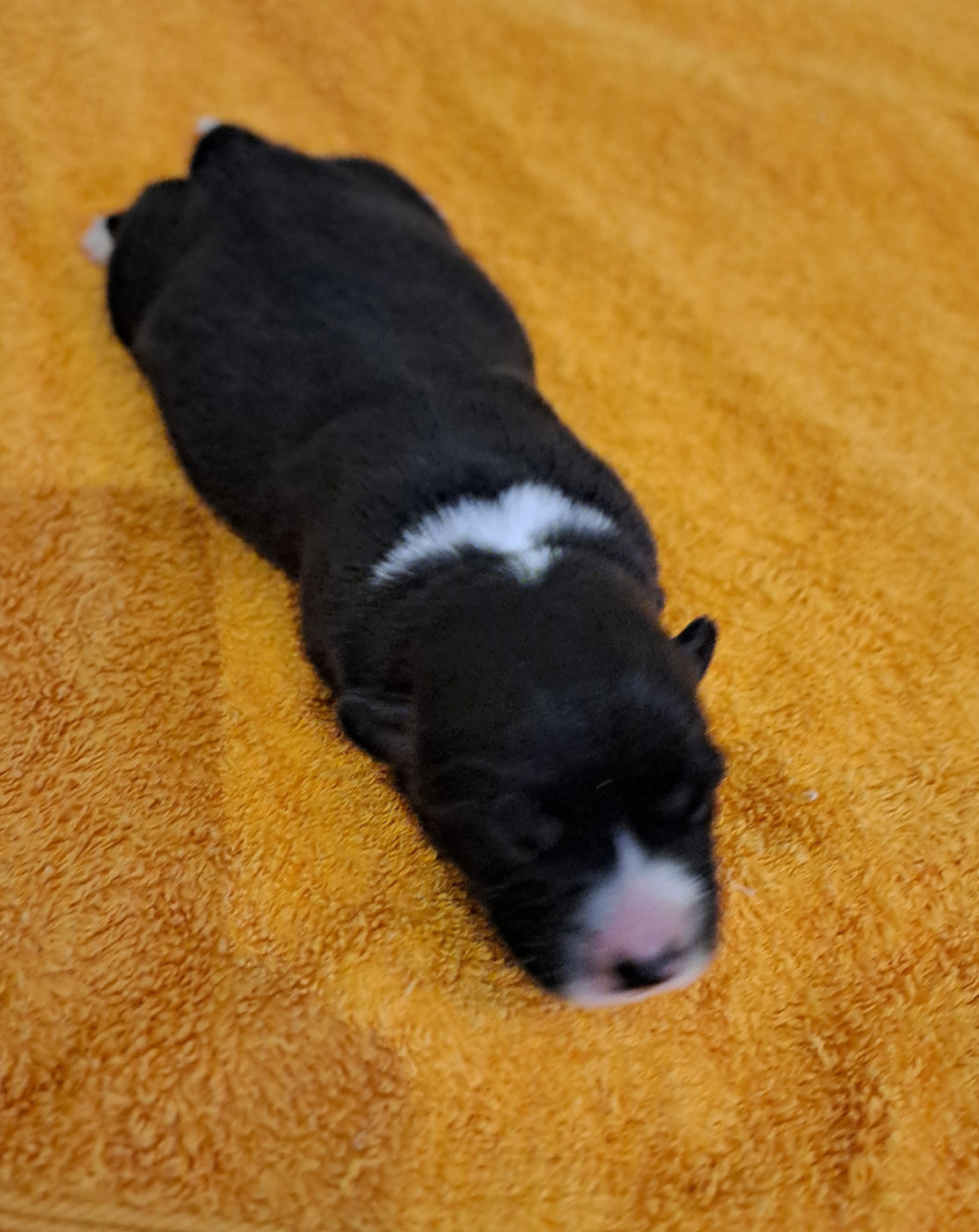du Domaine de la Bonnevaltrie - Chiots disponibles - Welsh Corgi Cardigan