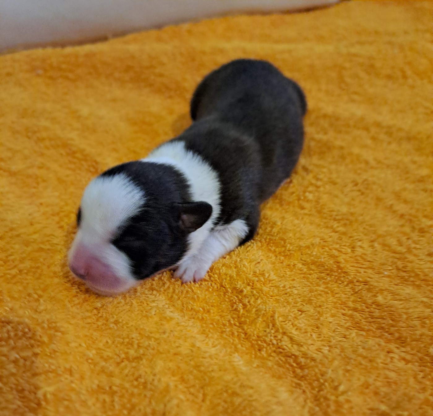 du Domaine de la Bonnevaltrie - Chiots disponibles - Welsh Corgi Cardigan