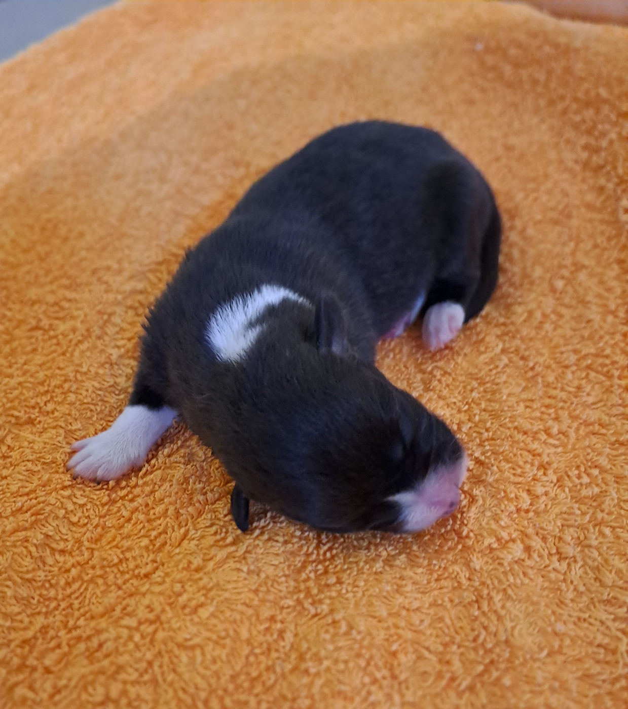 du Domaine de la Bonnevaltrie - Chiots disponibles - Welsh Corgi Cardigan
