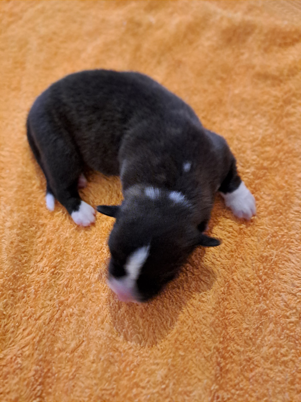 du Domaine de la Bonnevaltrie - Chiots disponibles - Welsh Corgi Cardigan
