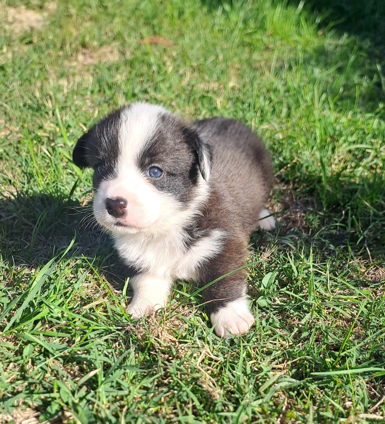 du Domaine de la Bonnevaltrie - Chiots disponibles - Welsh Corgi Cardigan