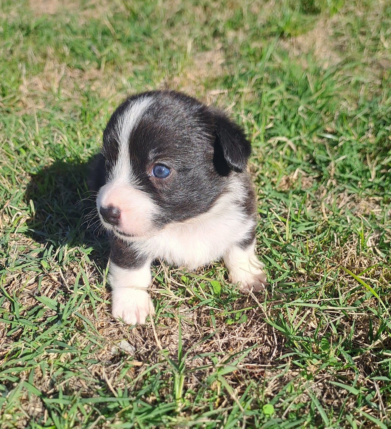 du Domaine de la Bonnevaltrie - Chiots disponibles - Welsh Corgi Cardigan