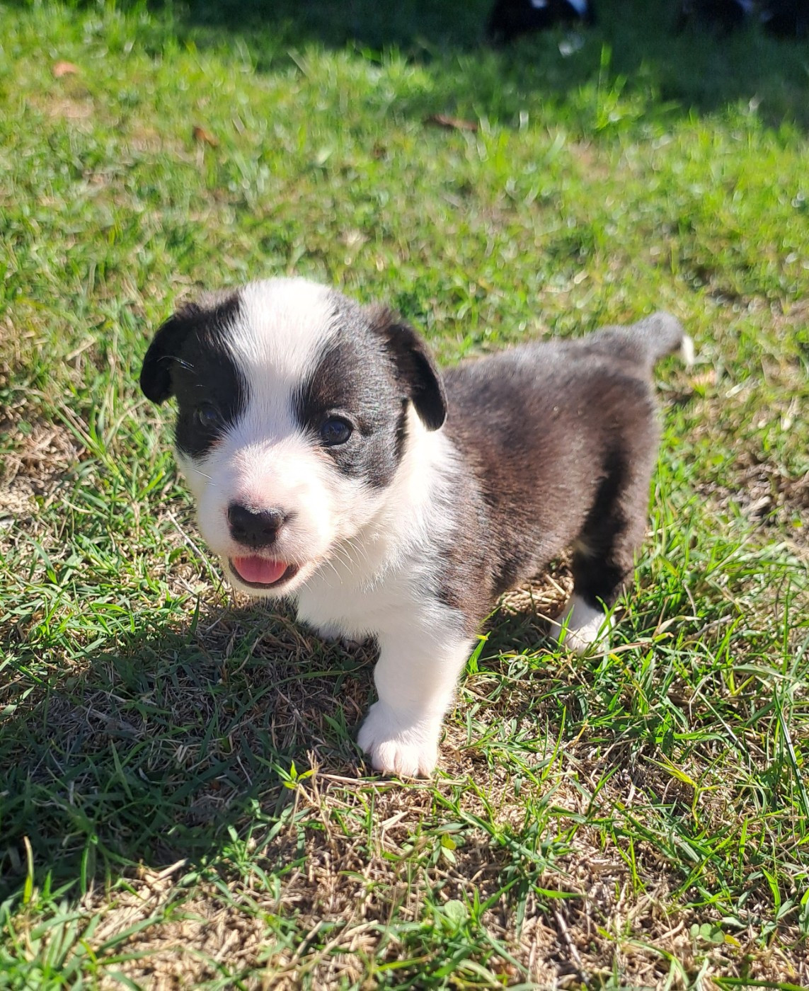 du Domaine de la Bonnevaltrie - Chiots disponibles - Welsh Corgi Cardigan