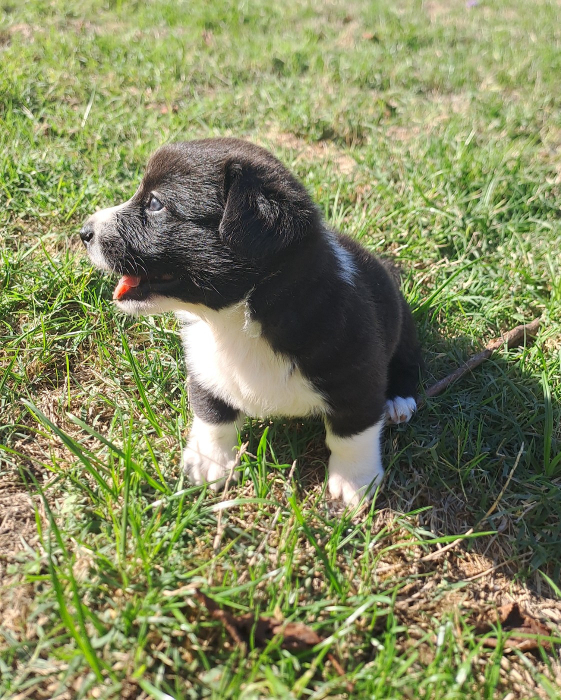 du Domaine de la Bonnevaltrie - Chiots disponibles - Welsh Corgi Cardigan