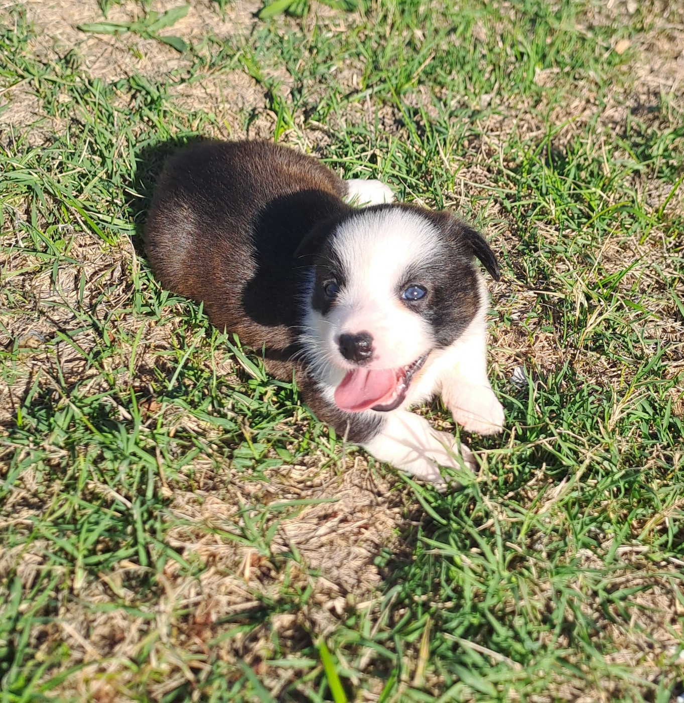 du Domaine de la Bonnevaltrie - Chiots disponibles - Welsh Corgi Cardigan