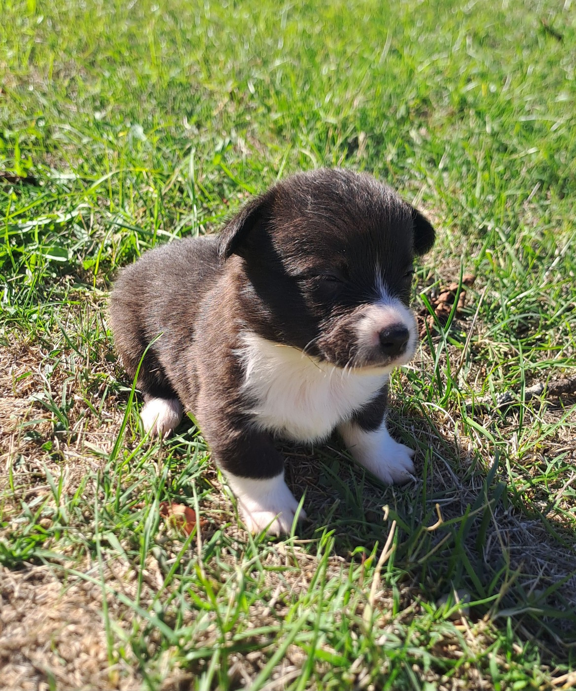 du Domaine de la Bonnevaltrie - Chiots disponibles - Welsh Corgi Cardigan