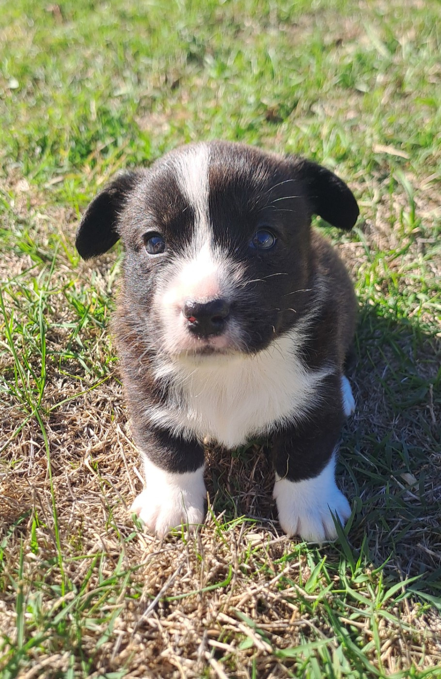 du Domaine de la Bonnevaltrie - Chiots disponibles - Welsh Corgi Cardigan