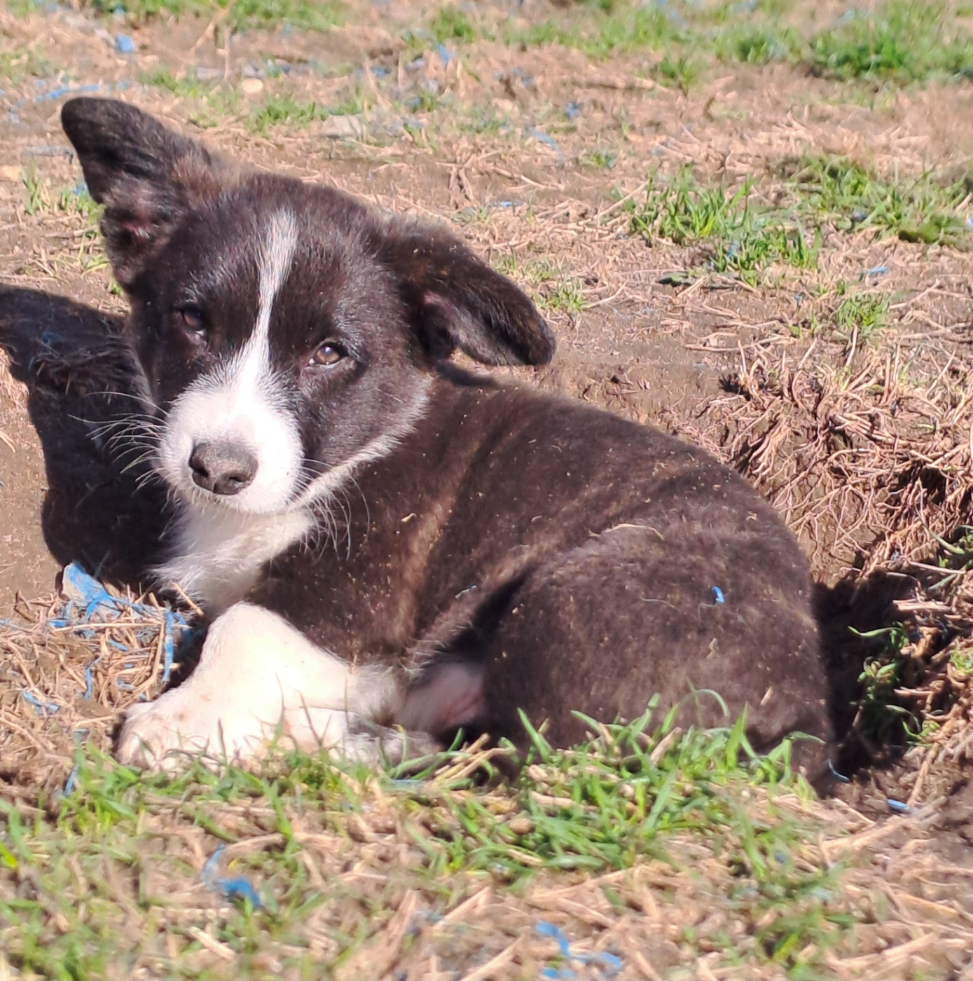 du Domaine de la Bonnevaltrie - Chiots disponibles - Welsh Corgi Cardigan