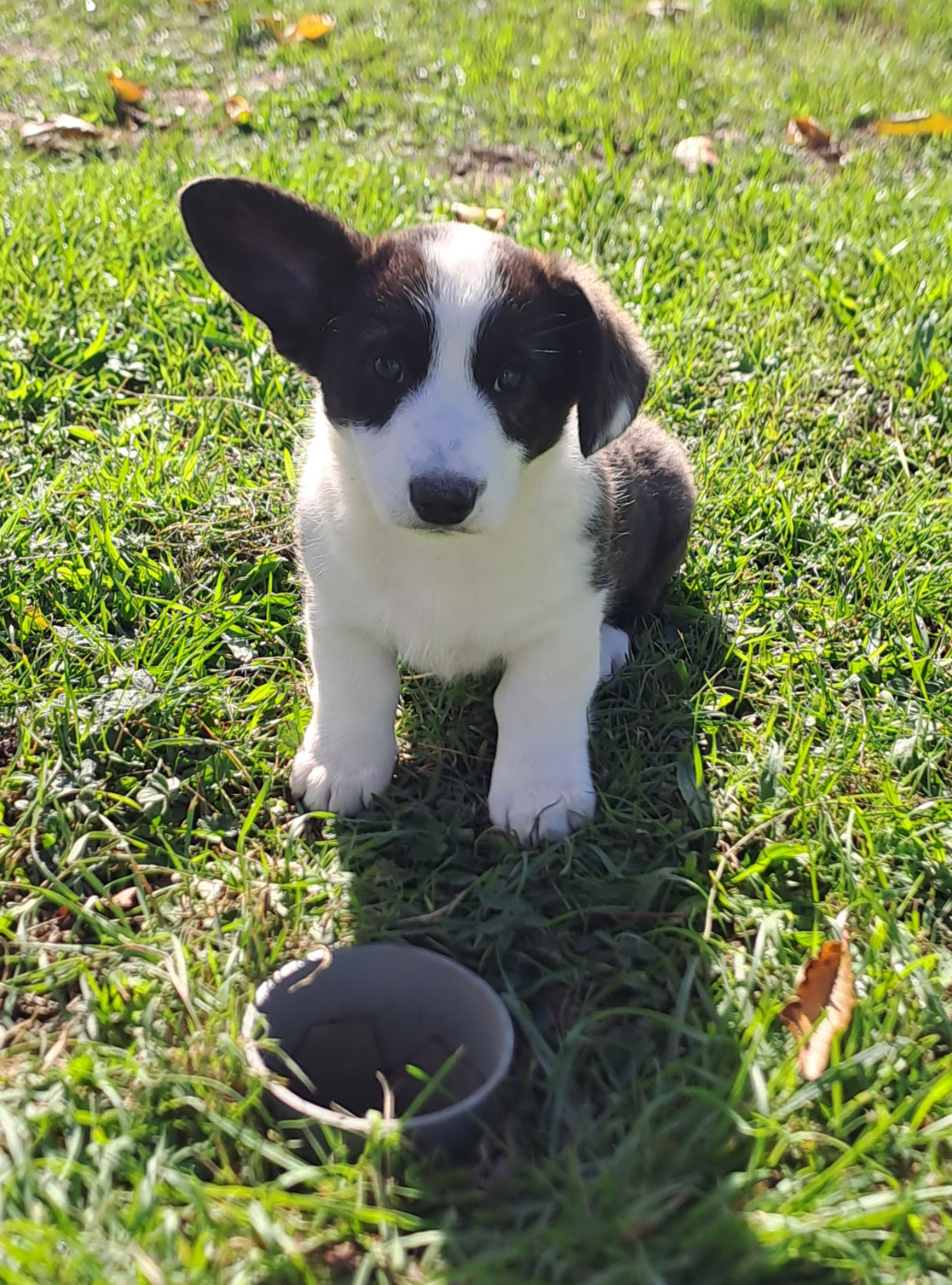 du Domaine de la Bonnevaltrie - Chiots disponibles - Welsh Corgi Cardigan
