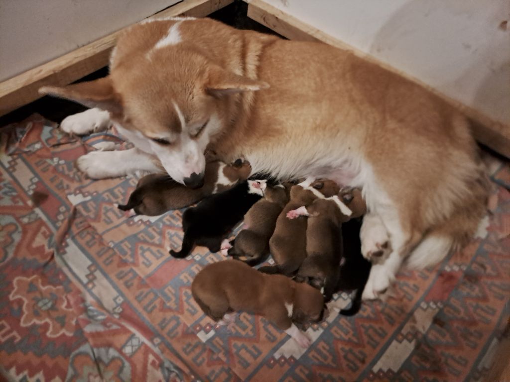 Chiot Welsh Corgi Pembroke du Domaine de la Bonnevaltrie