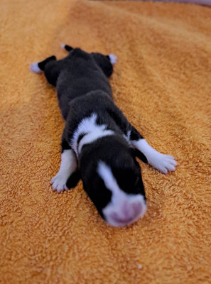 Chiot N°2