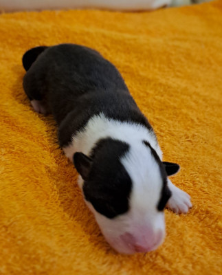 Chiot N°3