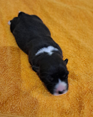 Chiot N°4